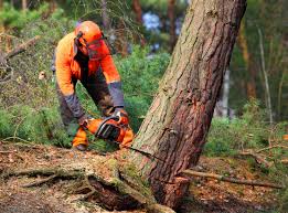 Best Tree Maintenance Programs  in Herricks, NY