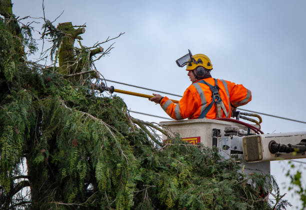 Best Storm Damage Tree Cleanup  in Herricks, NY