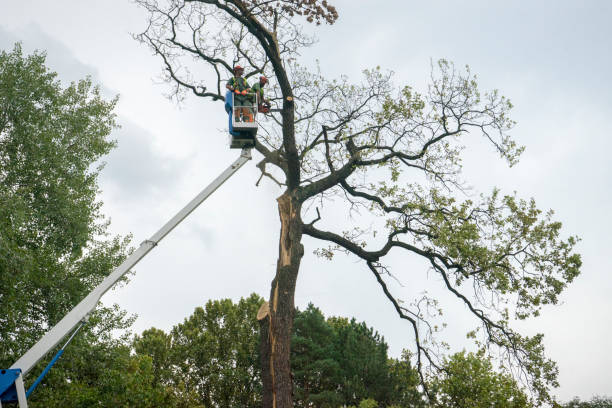 How Our Tree Care Process Works  in  Herricks, NY