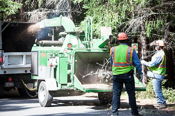  Herricks, NY Tree Care Pros